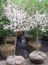 Sargent Crabapple